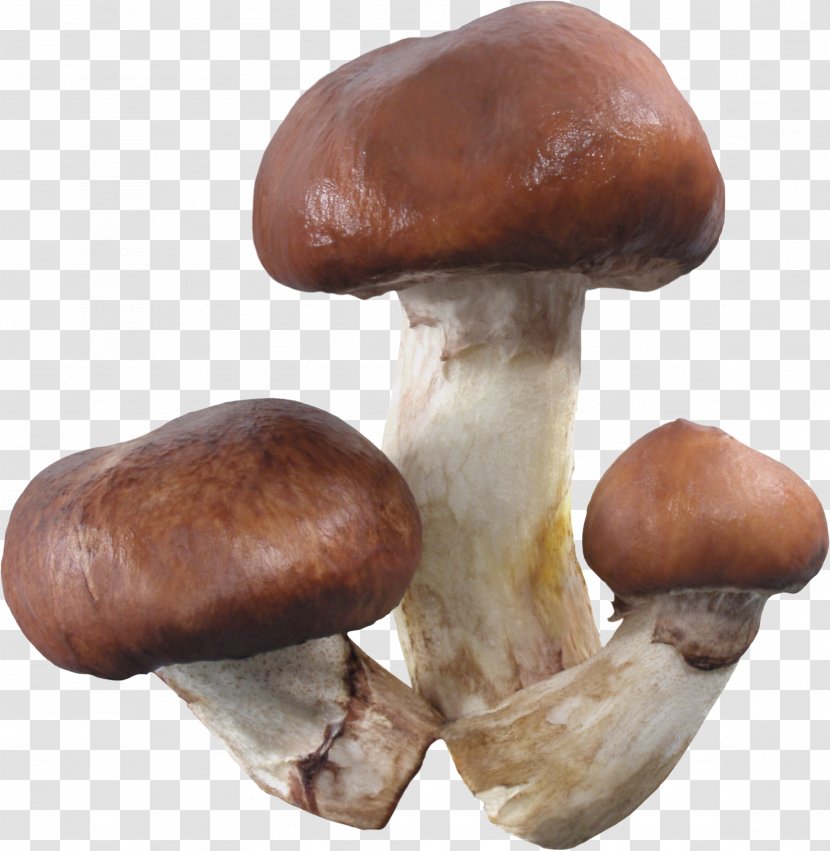 Pleurotus Eryngii Shiitake Medicinal Fungi Medicine Mushroom Transparent PNG