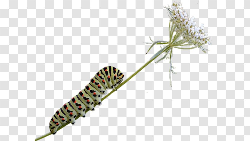 Caterpillar Butterfly Insect - Preview Transparent PNG