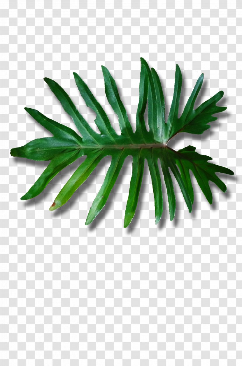 Leaf Plant Stem 6 May Arecaceae DeviantArt - Deviantart - Satisfy Shoots Creative Green Poster Image Transparent PNG