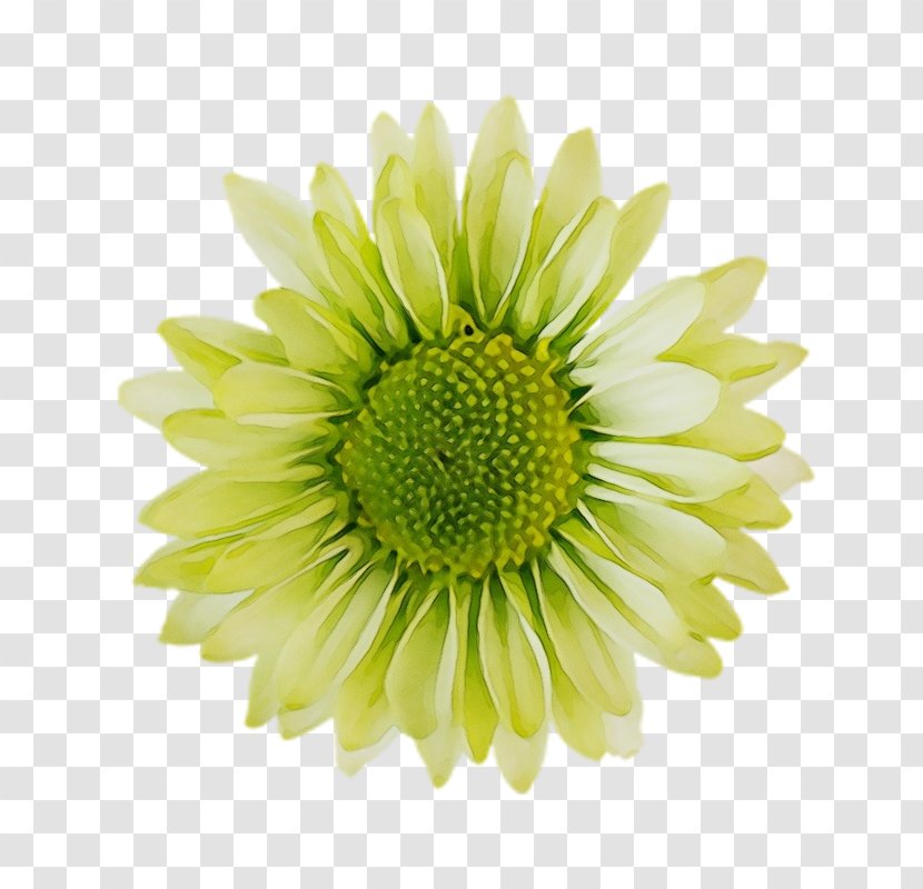 Flowers Background - Sunflower - Pollen Chamomile Transparent PNG