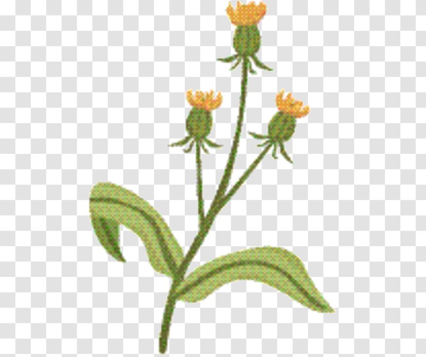 Plants Background - Plant Stem - Wildflower Orange Hawkweed Transparent PNG