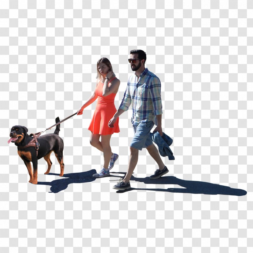 Dog Walking Leash Obedience Training Human Behavior - Like Mammal Transparent PNG