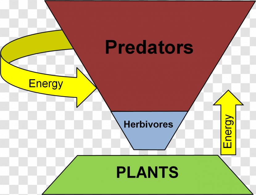 Trophic Level Ecological Pyramid Food Web Ecology Consumer - Sign - Energy Transparent PNG