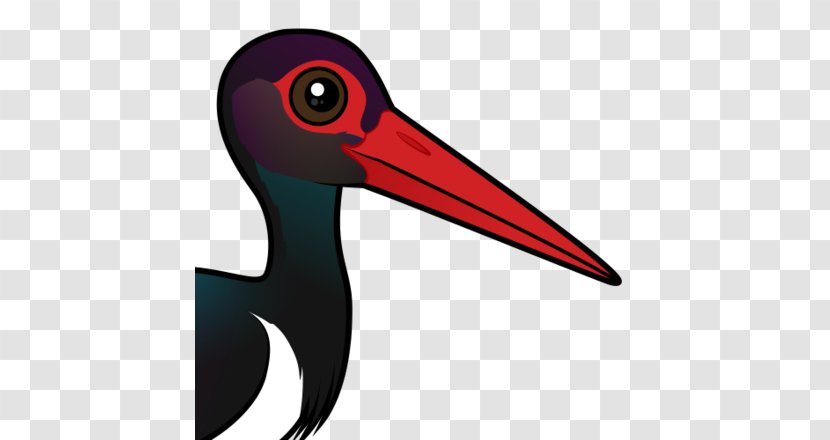 Beak Bird Ibis Black Stork - Egret Transparent PNG