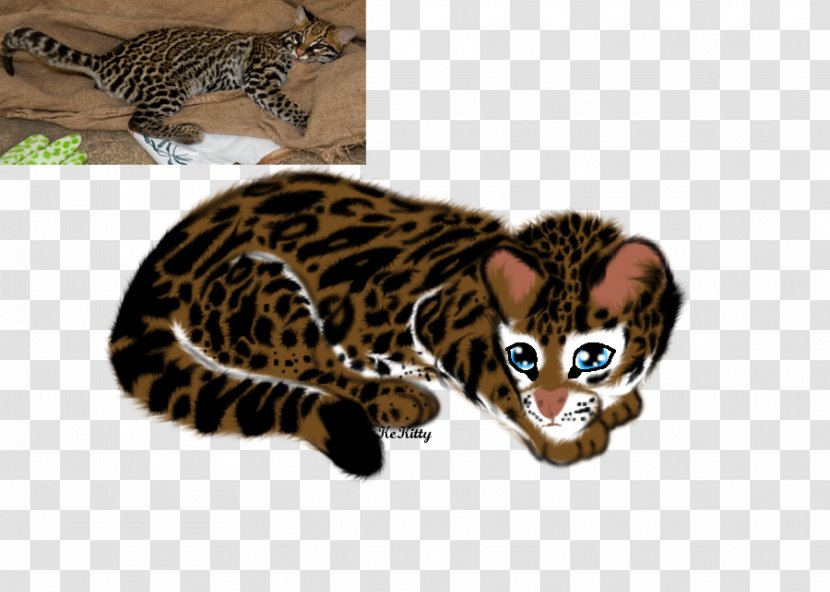 California Spangled Bengal Cat Whiskers Ocelot Wildcat - Leopard Transparent PNG