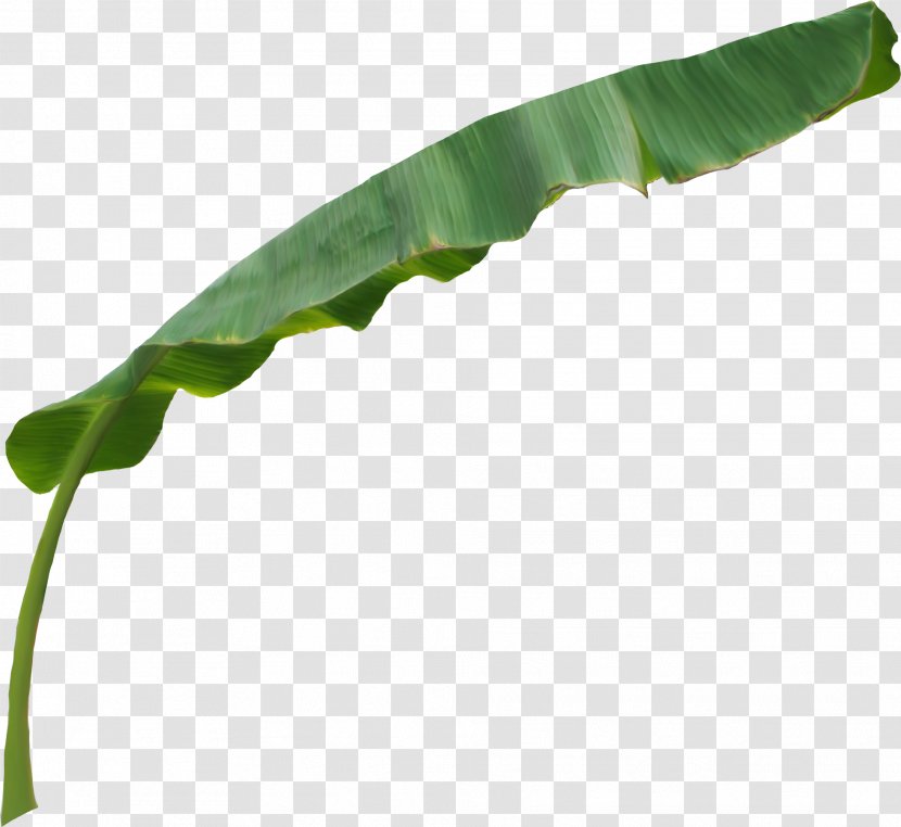 Leaf Plant Stem - Larva - Fruit Banana Transparent PNG