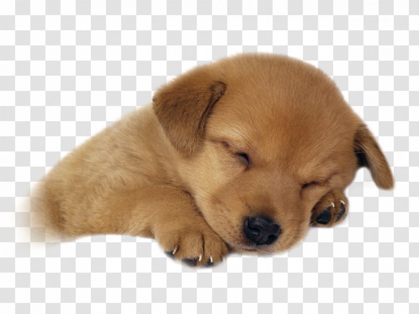 Puppy Golden Retriever Labrador Kitten Cuteness - Sleeping Dog Transparent PNG