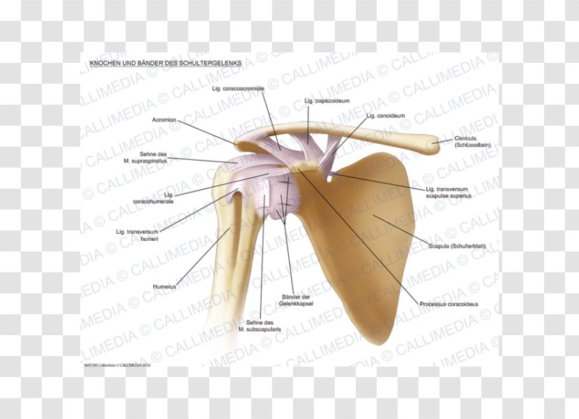 Joint Shoulder Ligament Anatomy Bone - Upper Limb - Diagram Transparent PNG