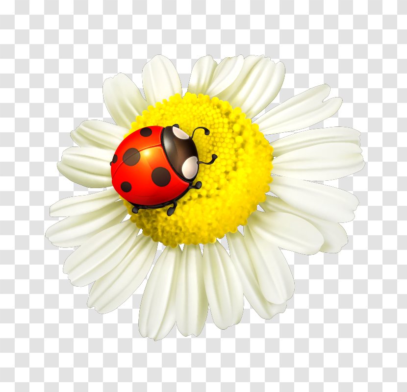 Flowers,flowers - Beetle - Sunflower Transparent PNG