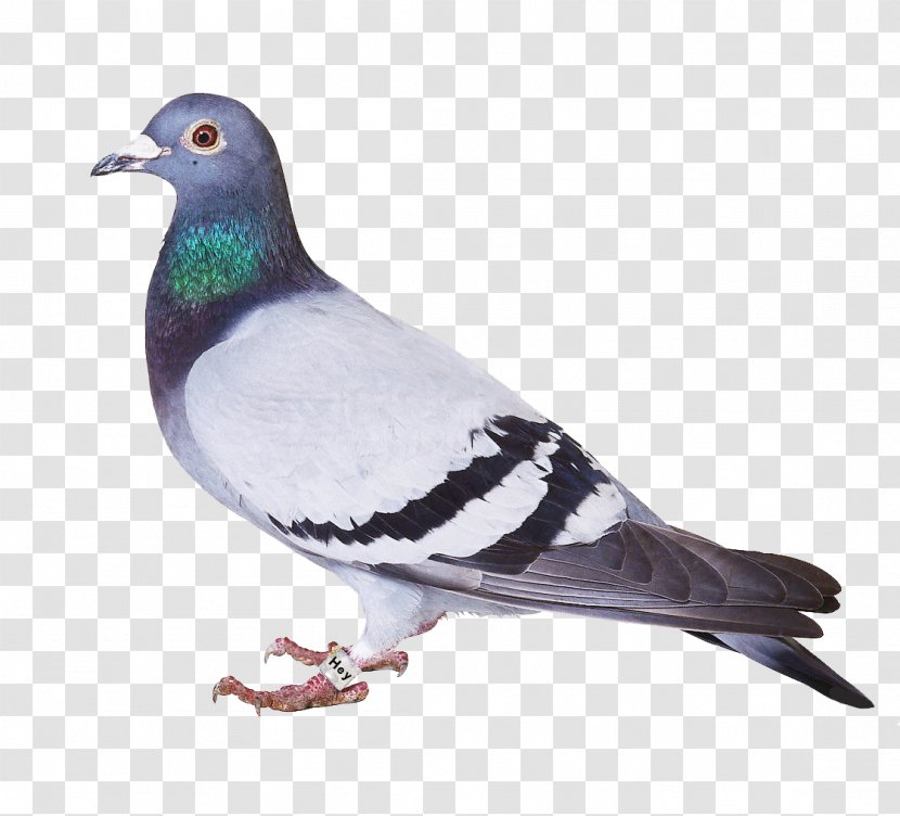 Bird Spikes Homing Pigeon Columbidae Problems - Wing Transparent PNG