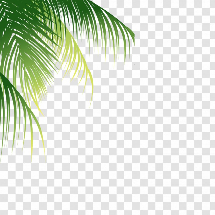 Coconut Euclidean Vector - Grass - Palm Pattern Transparent PNG