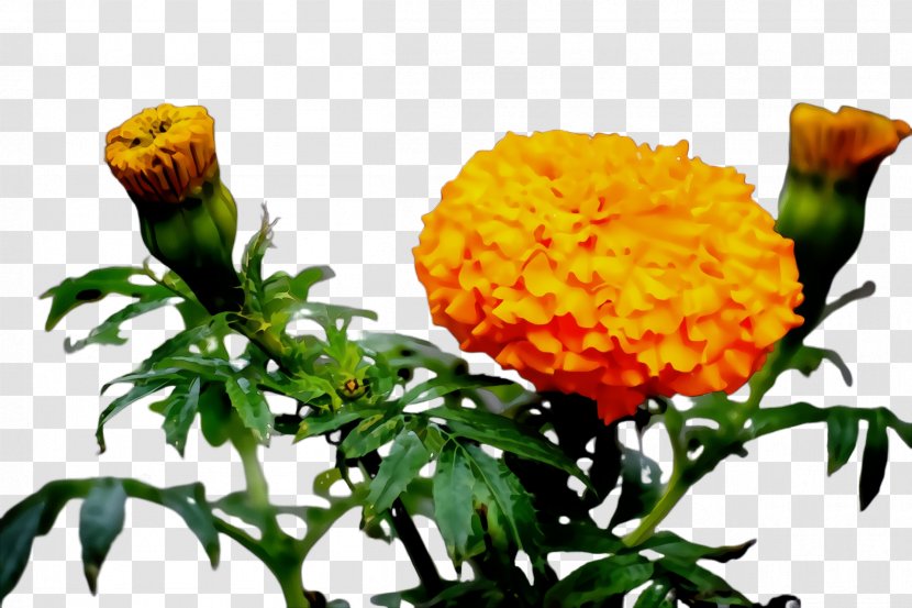 Flowers Background - Cut - Lantana Tagetes Patula Transparent PNG