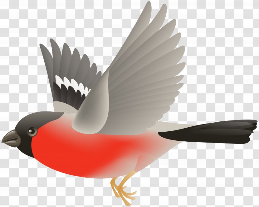 Bird Flight Clip Art - Beak Transparent PNG