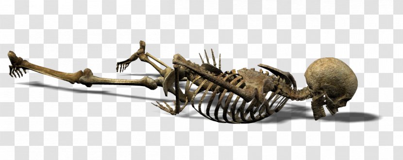 Human Skeleton Skull Endoskeleton Exoskeleton - Auto Part Transparent PNG