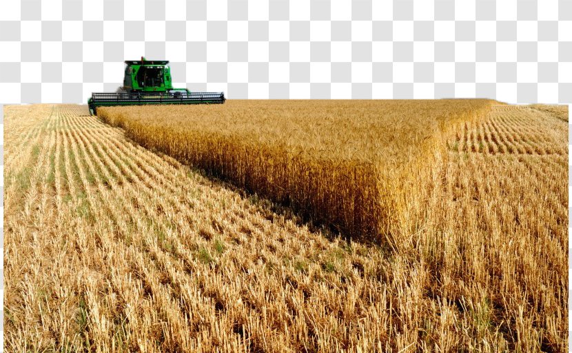 Saudi Arabia United States Agriculture Business Wheat - Project - Harvest In The Autumn Beauty Of Four Transparent PNG