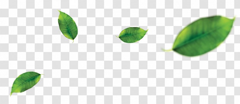 Green Tea Leaf Orange Fruit Leaves Transparent Png