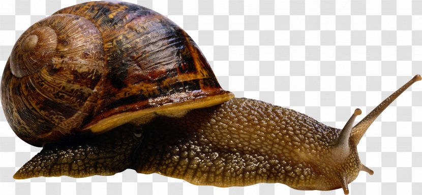 Sea Snail Slug Terrestrial Animal Compact Disc - Snails And Slugs Transparent PNG