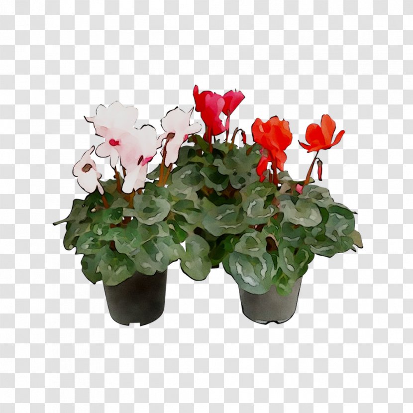 Cyclamen Flowerpot Houseplant Annual Plant - Geraniums Transparent PNG