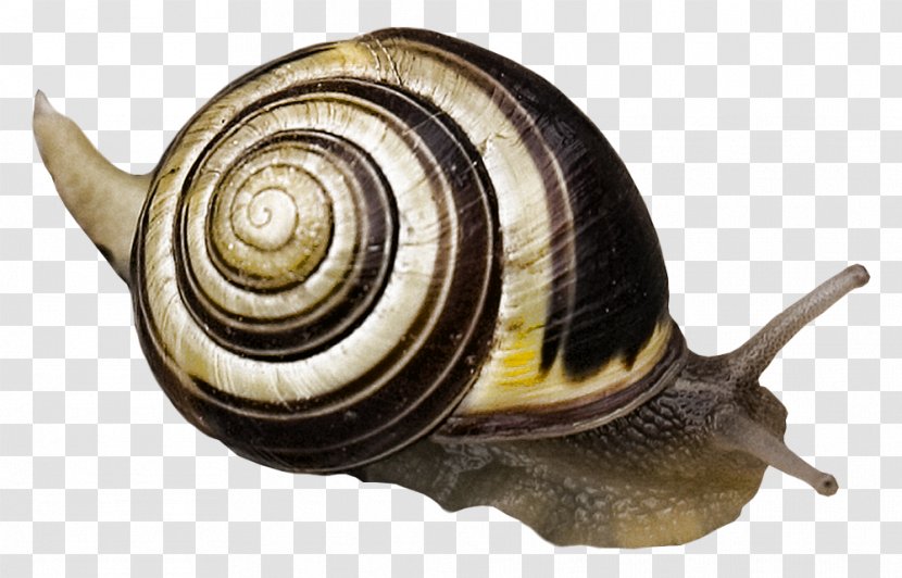Snail Escargot Gastropod Shell Gastropods Transparent PNG