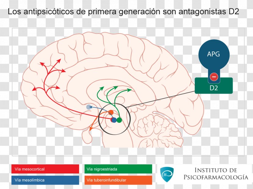 Brain Dopaminergic Pathways Mesocortical Pathway Nigrostriatal - Frame Transparent PNG