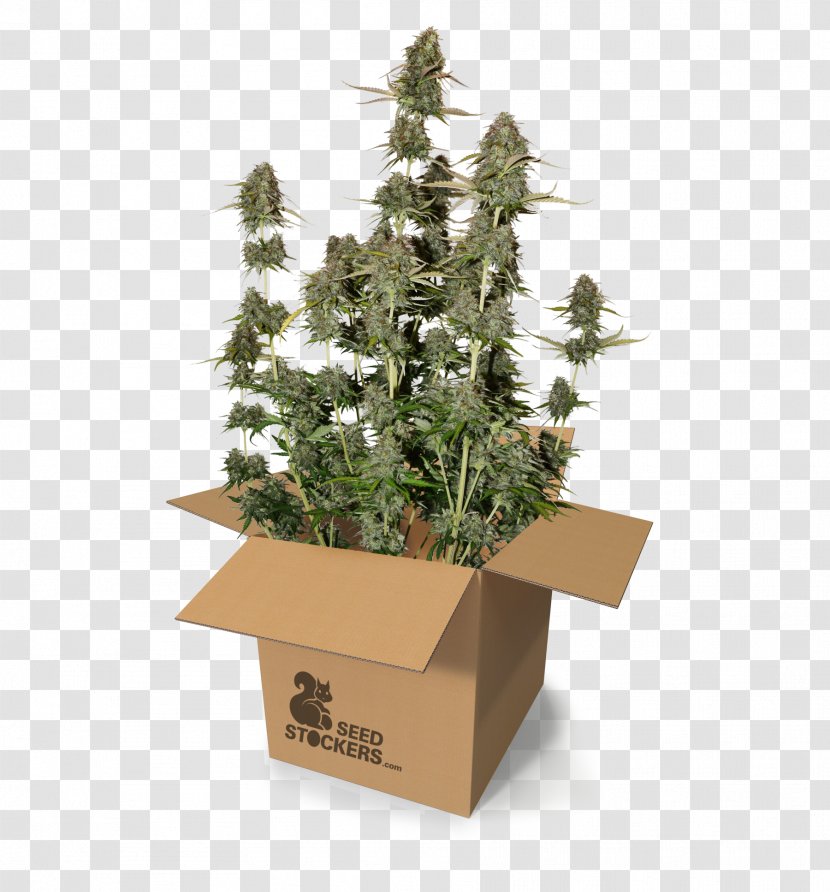 Autoflowering Cannabis Seed Sativa Power Station Harvest - Flowerpot - Plant Transparent PNG