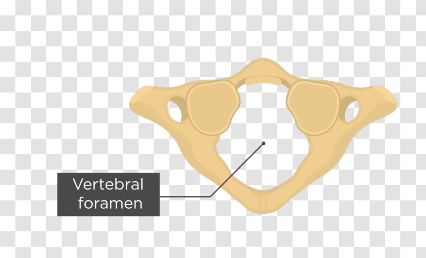 Bone Joint Atlas Cervical Vertebrae - Vertebral Transparent PNG