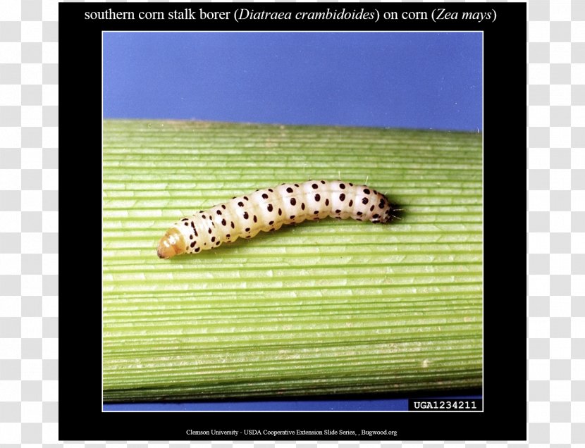 Stalk Borer Caterpillar Diatraea Crambidoides Maize Larva - North Carolina Transparent PNG