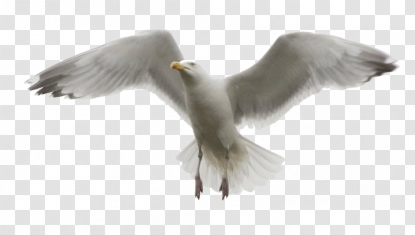 Gulls Bird Photo Manipulation - Information - Seagull Transparent PNG