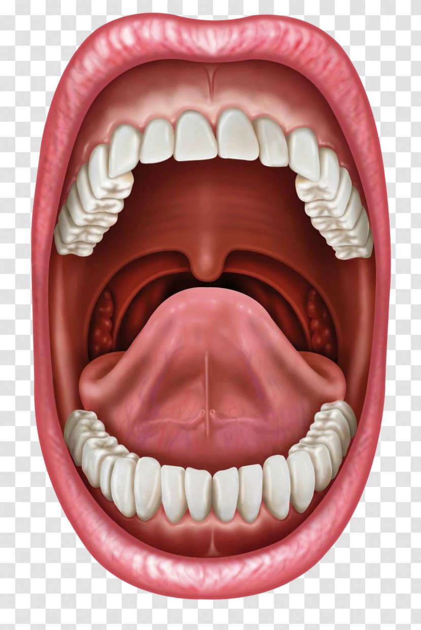 Human Mouth Tongue Stock Photography Lip Transparent PNG