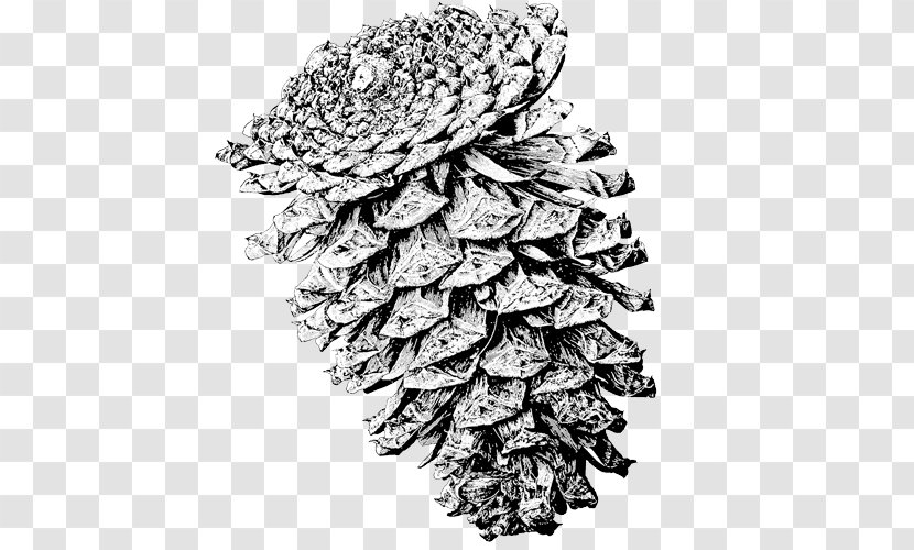 Spruce Lodgepole Pine Ponderosa Conifer Cone Mountain - Black And White - Tree Transparent PNG