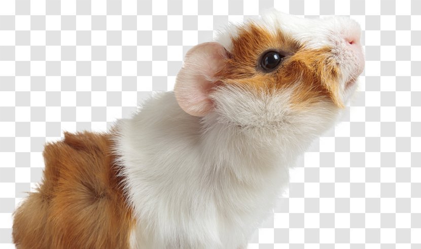 Guinea Pig Dog Puppy Cat - Companion - American Transparent PNG