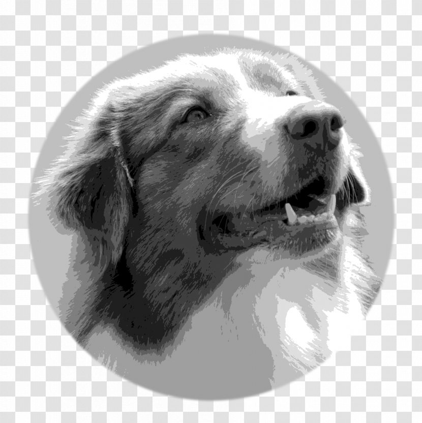 Australian Shepherd German Puppy Golden Retriever Labrador Transparent PNG