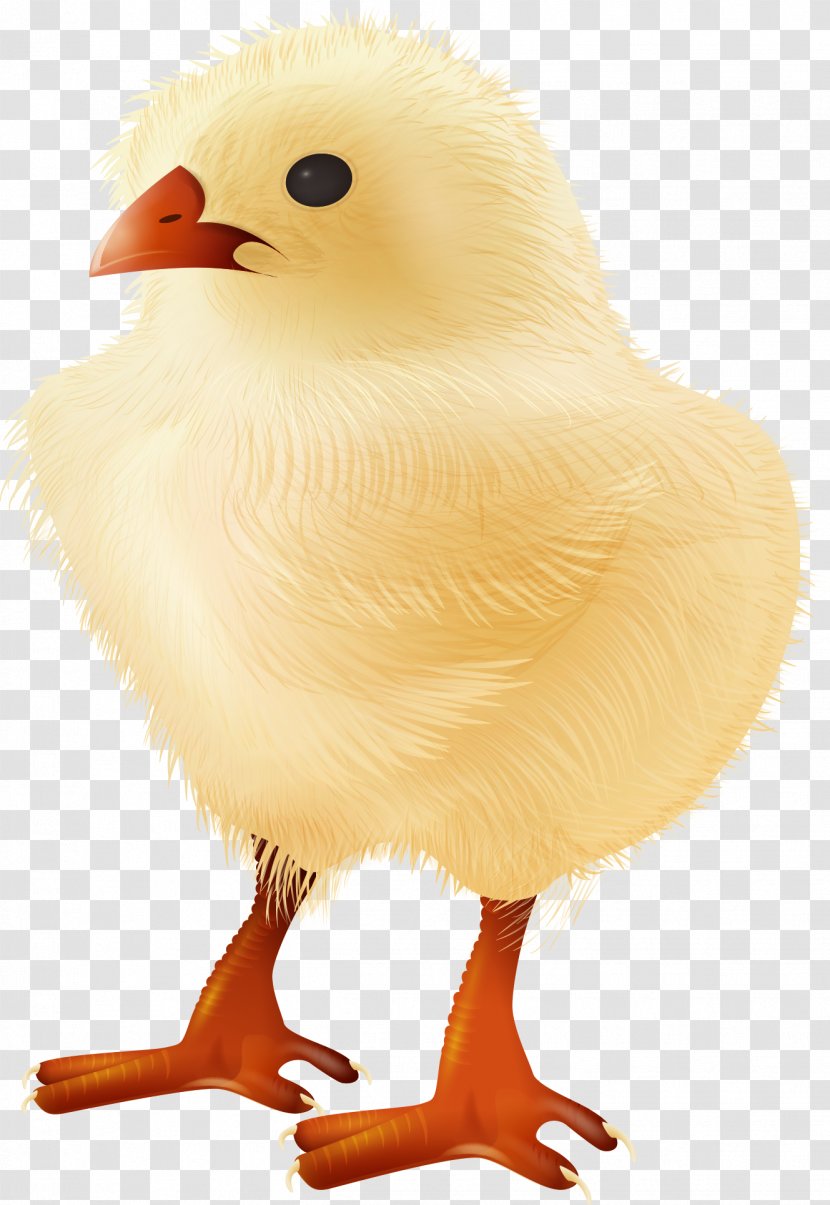 Yellow-hair Chicken Bird Clip Art - Water - Vector Cute Yellow Chick Creative Transparent PNG