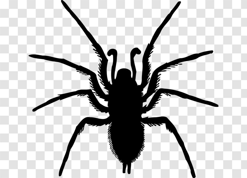 Spider Arthropod Die Insekten Clip Art Transparent PNG