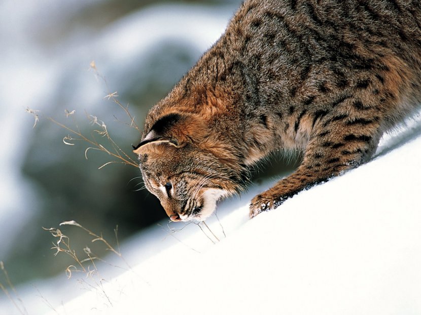 Eurasian Lynx Canada Bobcat Felidae - Stock Photography Transparent PNG