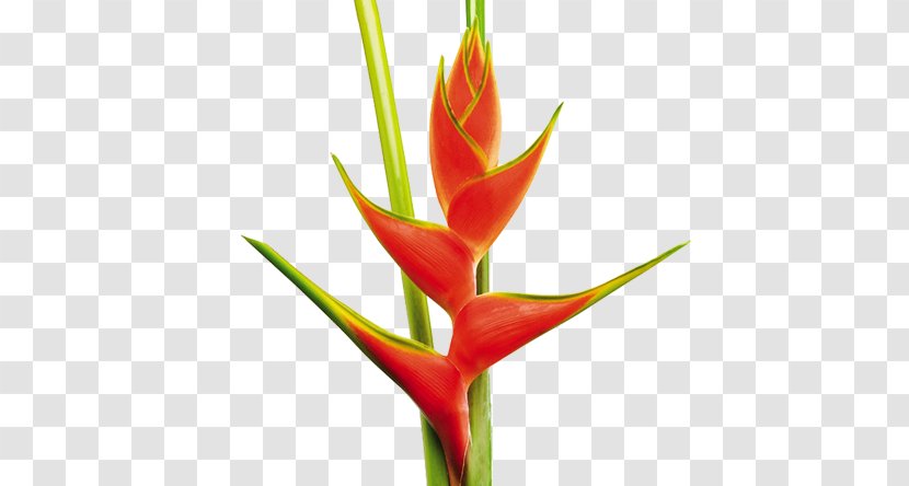 False Bird Of Paradise Heliconia Wagneriana Flower Psittacorum Plant - Flora Colombia Transparent PNG