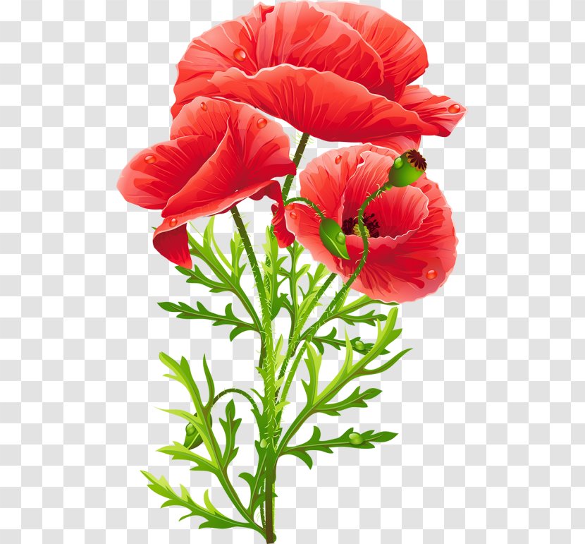 Common Poppy King Peppy Flower - Flowering Plant Transparent PNG