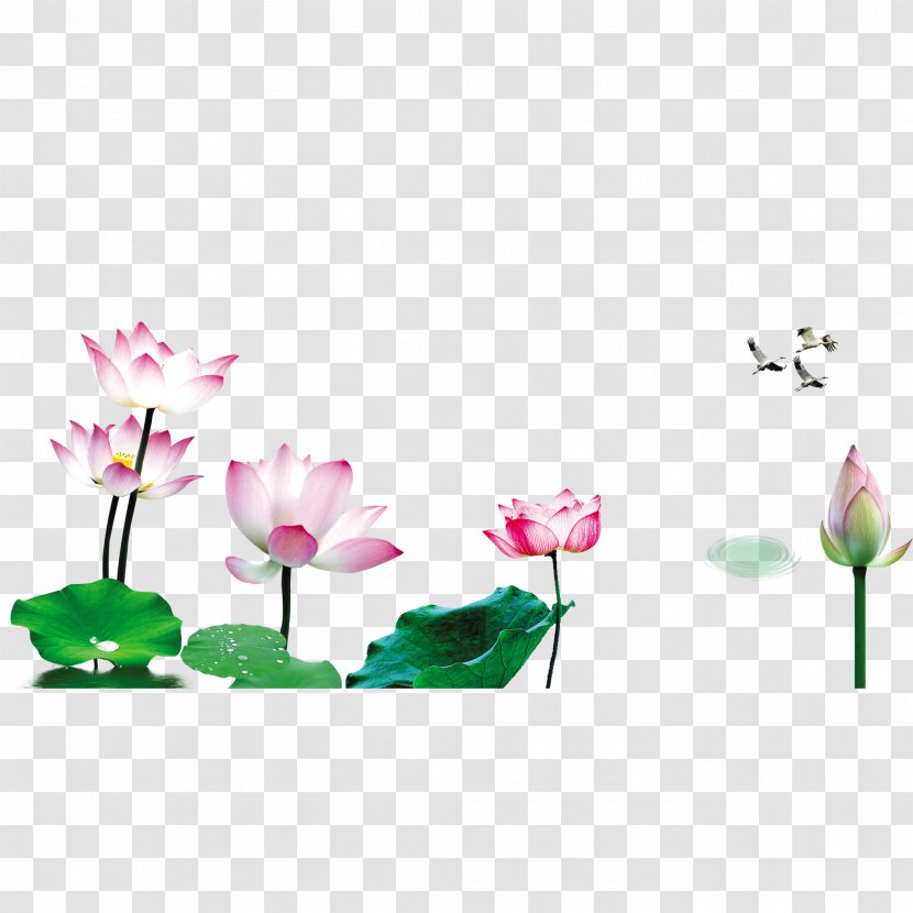Nelumbo Nucifera Lotus Effect Floral Design - Flowering Plant - Water Transparent PNG