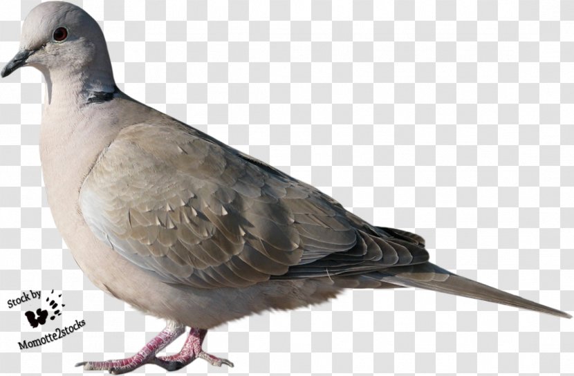 Bird Columbidae Trash Doves - Fauna - DOVE Transparent PNG