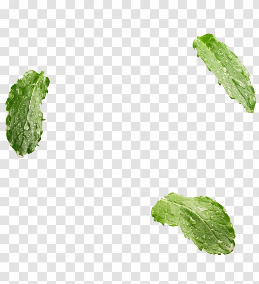 Leaf Vegetable Herb - Mint Transparent PNG