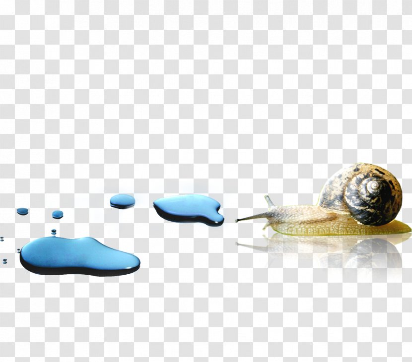 Snail Orthogastropoda Escargot - Flooring - Snails Transparent PNG