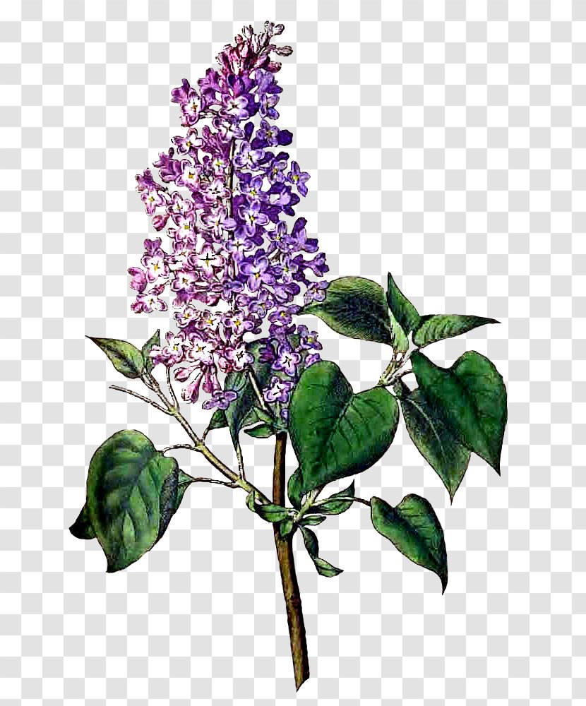 Common Lilac Clip Art Openclipart Free Content Image - Buddleia - Footpath Among Flowers Transparent PNG