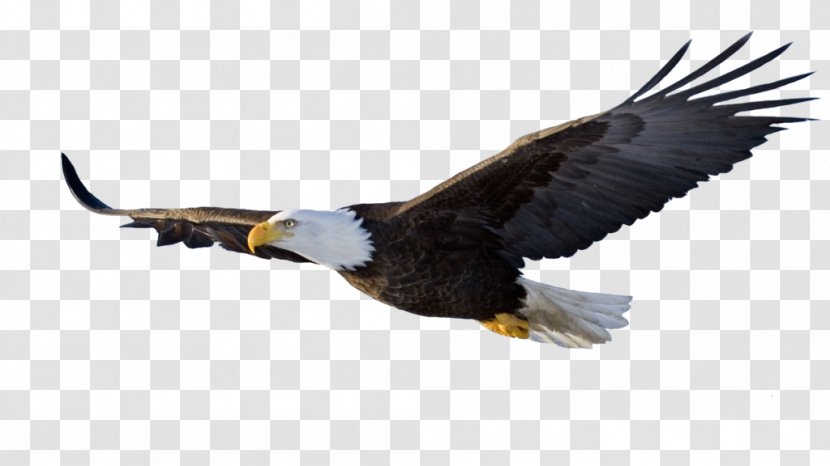 Bird Eagle Clip Art - Accipitriformes Transparent PNG