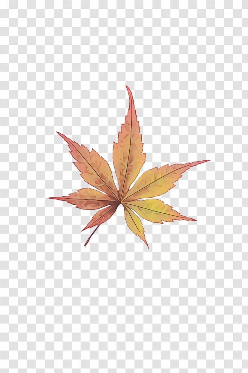 Maple Leaf - Flower Transparent PNG
