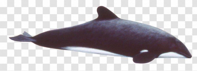 Tucuxi Common Bottlenose Dolphin Porpoise Animal Transparent PNG