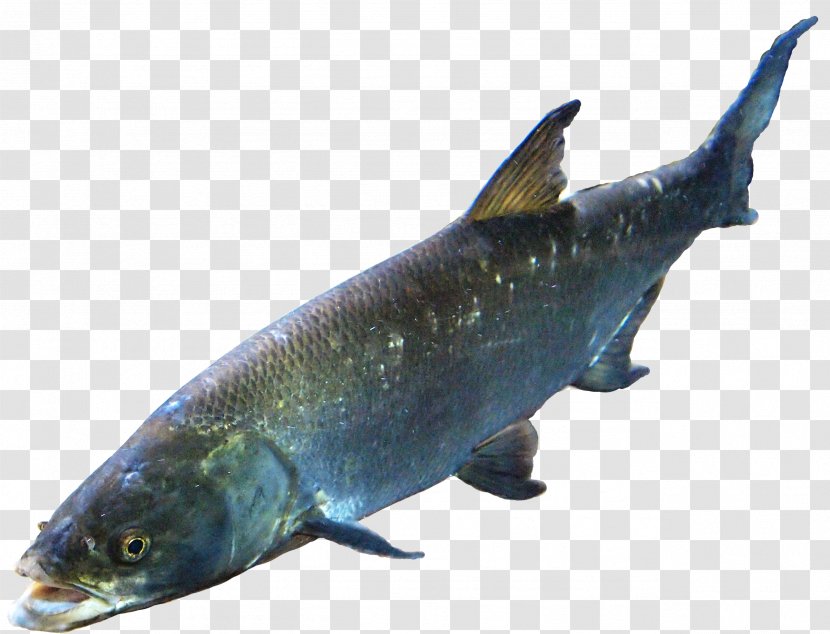 Salmon Fish Computer File - Milkfish - Image 7 Transparent PNG