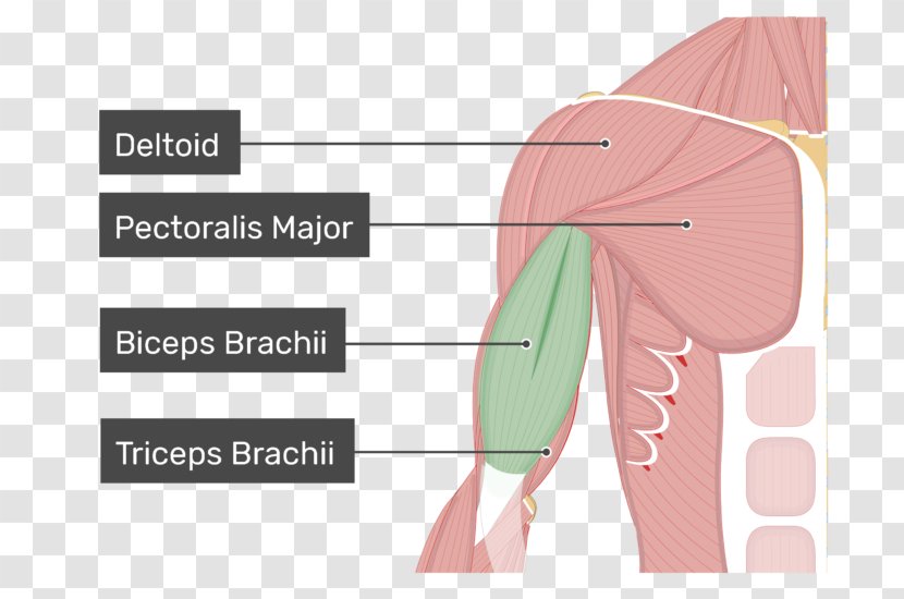 Biceps Larynx Cuneiform Cartilages Anatomy Coracobrachialis Muscle - Cartoon - Arm Transparent PNG