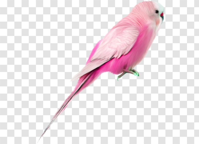 Hummingbird Galah Painting - Macaw - Pink Parrot Transparent PNG