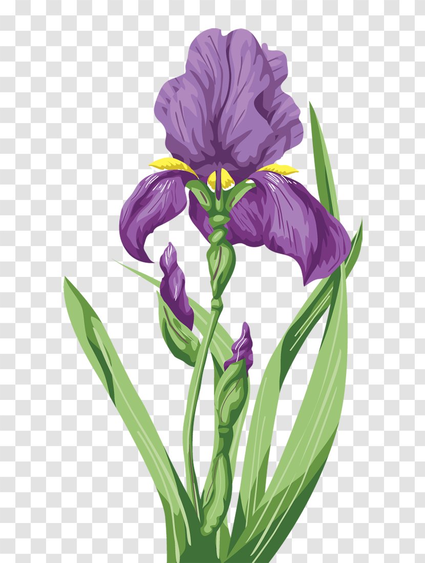 Iris Orris Root - Plant Stem - Violet Transparent PNG