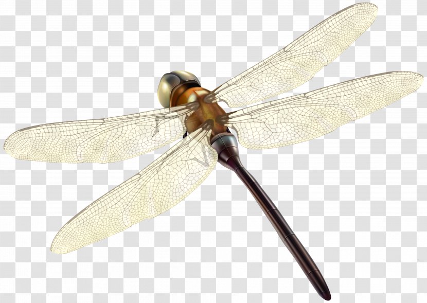 Insect Dragonfly Invertebrate Propeller Arthropod Transparent PNG